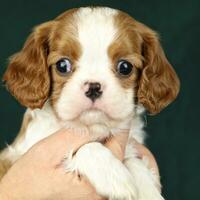 linda pequeño caballero Rey Charles spaniel perrito en el palmas foto