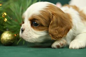 Cute small cavalier king charles spaniel puppies photo