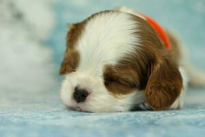 Cute cavalier King Charles spaniel puppy on blue background photo