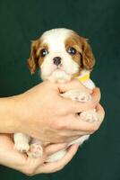 Cute small cavalier king charles spaniel puppy in the palms photo