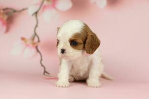 Cute cavalier King Charles spaniel puppy on pink background photo