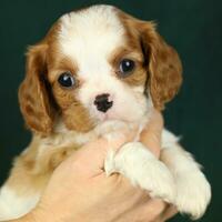 Cute small cavalier king charles spaniel puppy in the palms photo