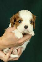 Cute small cavalier king charles spaniel puppy in the palms photo