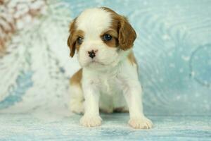 Cute cavalier King Charles spaniel puppy on blue background photo