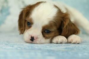 Cute cavalier King Charles spaniel puppy on blue background photo