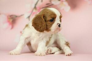 Cute cavalier King Charles spaniel puppy on pink background photo