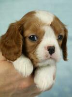 Cute cavalier King Charles spaniel puppy on blue background photo