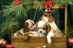 Cute small cavalier king charles spaniel puppies with christmas decorations photo