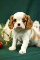 Cute small cavalier king charles spaniel puppies photo