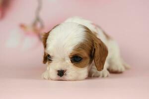 Cute cavalier King Charles spaniel puppy on pink background photo