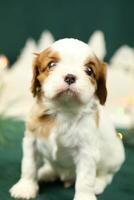 Cute small cavalier king charles spaniel puppies photo