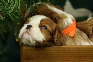 Cute small cavalier king charles spaniel puppies photo