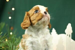 Cute small cavalier king charles spaniel puppies photo