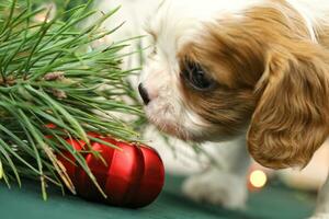 linda pequeño caballero Rey Charles spaniel cachorros con Navidad decoraciones foto