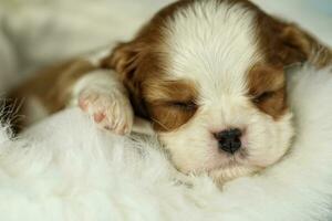 Cute sleeping cavalier King Charles spaniel puppy on white background photo