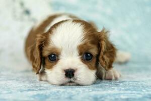 Cute cavalier King Charles spaniel puppy on blue background photo