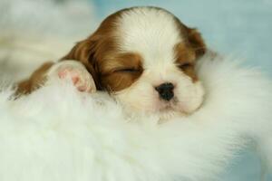 Cute sleeping cavalier King Charles spaniel puppy on white background photo