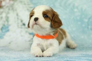 Cute cavalier King Charles spaniel puppy on blue background photo