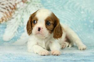 Cute cavalier King Charles spaniel puppy on blue background photo