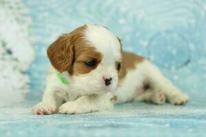 linda caballero Rey Charles spaniel perrito en azul antecedentes foto