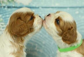 Cute cavalier King Charles spaniel puppy on blue background photo