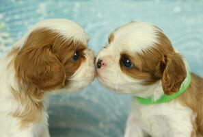 Cute cavalier King Charles spaniel puppy on blue background photo