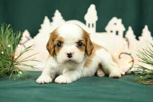 Cute small cavalier king charles spaniel puppies photo