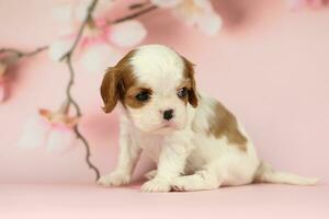 Cute cavalier King Charles spaniel puppy on pink background photo