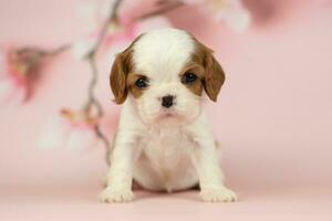 Cute cavalier King Charles spaniel puppy on pink background photo