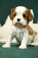 Cute small cavalier king charles spaniel puppies photo