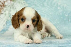 Cute cavalier King Charles spaniel puppy on blue background photo