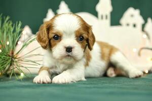 Cute small cavalier king charles spaniel puppies photo