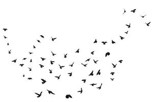 Silhouette sketch of a flock of flying forward birds. Takeoff, flying, flight, flutter, hover, soaring, landing vector