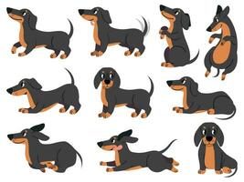 Dachshund. Cute dogs characters various poses hunting breed, design for prints, textile or card, adorable dachshund cartoon vector set