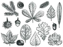 Sketch fall leaves. Autumn forest foliage, october oak, acorn and chestnut, maple leaf vintage hand drawn etch vector rustic set.