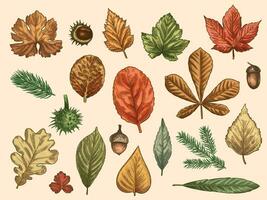 Hand drawn autumn leaves. Color falling forest foliage, october oak, acorn and chestnut, maple leaf vintage etching vector rustic set