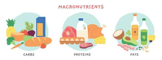 comida macronutrientes. gordo, carbohidrato y proteína comidas grupos con frutas y lechería productos nutritivo complejo para dieta vector infografía