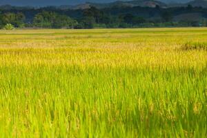 Rice field farm green and yellow color under cloudy sky photo