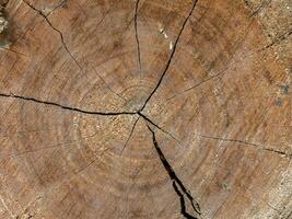 Closeup nature surface texture style of wooden photo