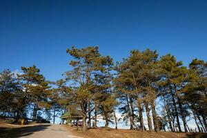 árbol en parte superior de montaña con claro cielo foto