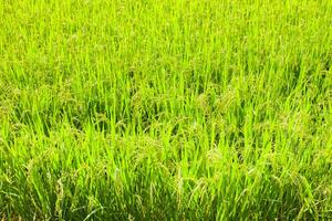 Rice field farm green and yellow color under cloudy sky photo