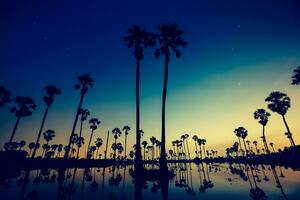 palma arboles son reflejando en agua a amanecer foto