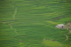 verde de arroz terraza en colina de montaña foto
