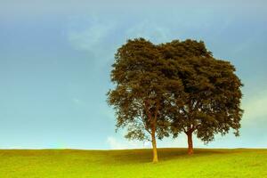 Tree under clear sky photo