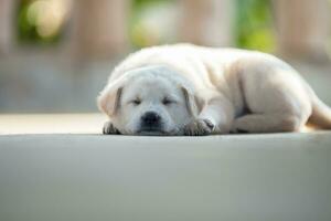 Close up dog sleep photo