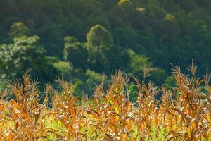 maíz granja en frente de paisaje ver verde montaña foto