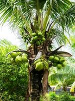 Coco palma árbol en granja foto