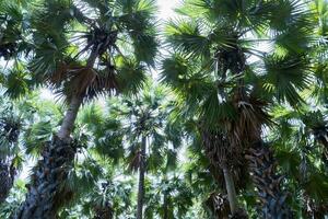 ponche palma árbol en granja foto