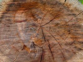 Closeup nature surface texture style of wooden photo