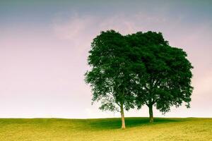 tree on mountain againts clear sky photo